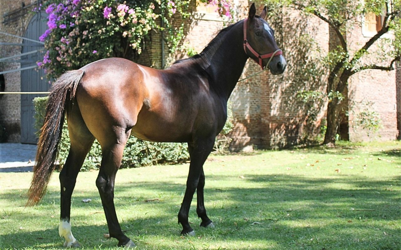 Imagen de galería 10