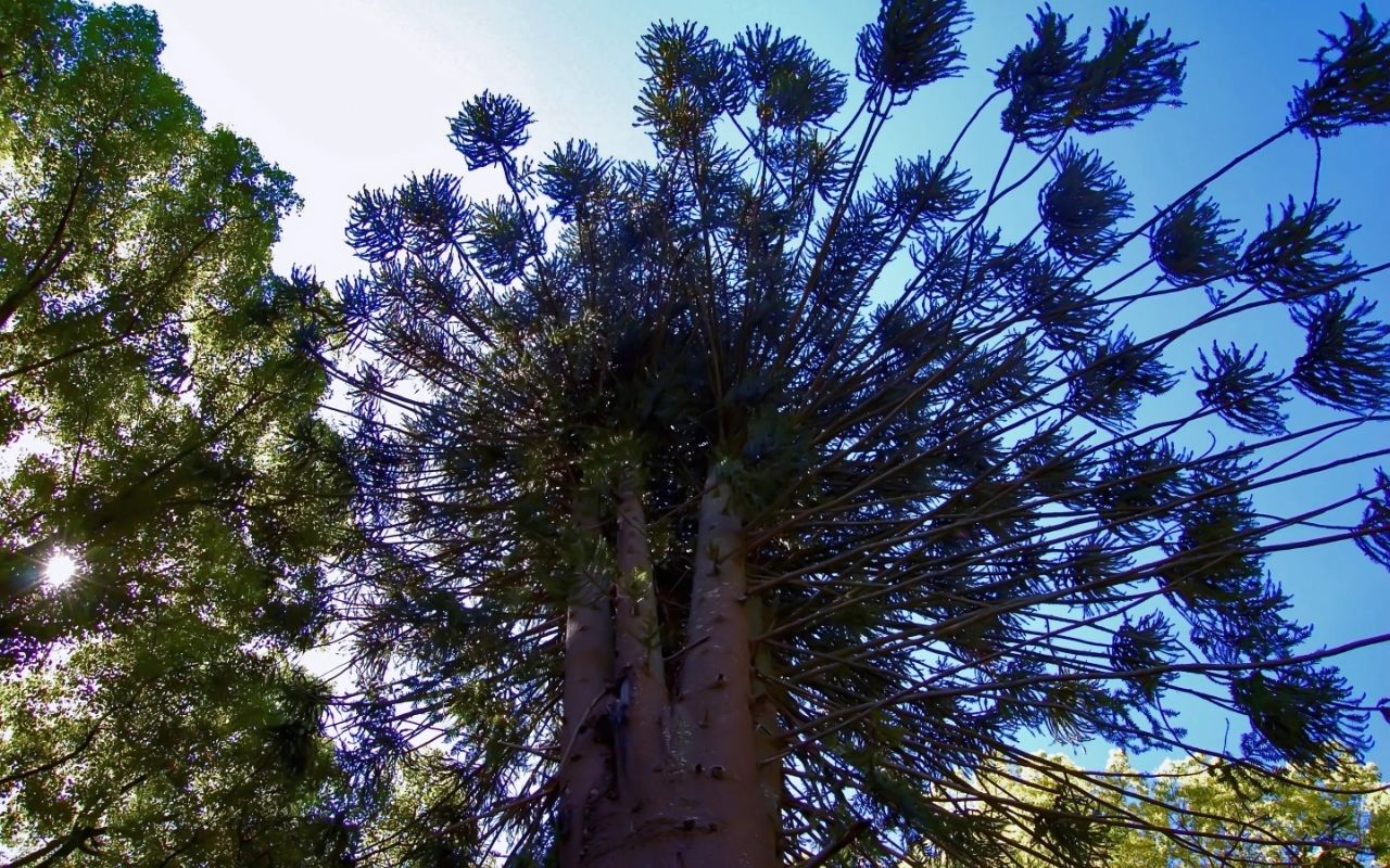 Imagen de galería 2