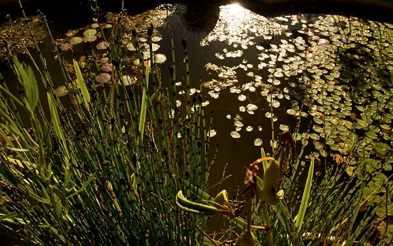 Imagen de galería 6