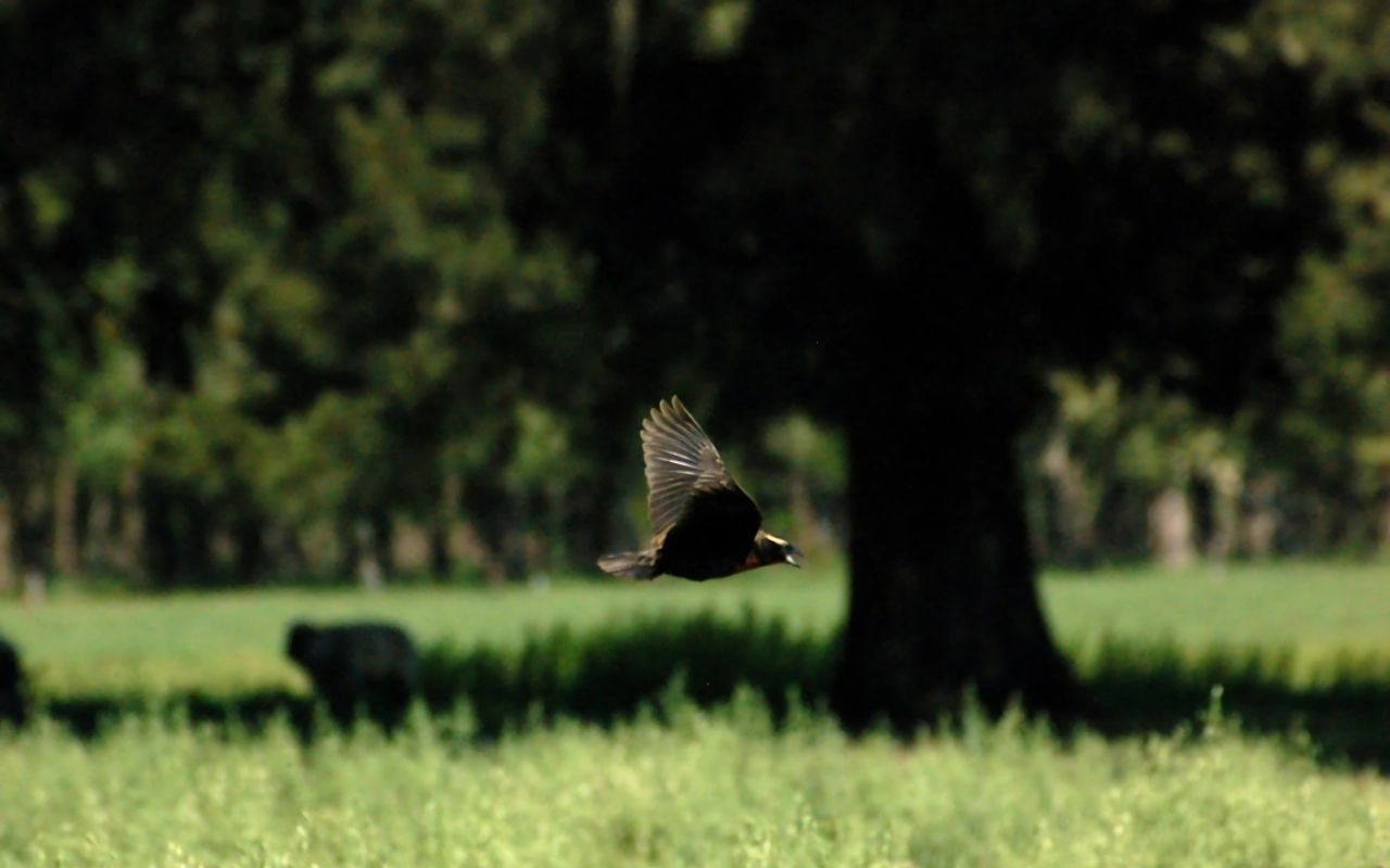 Imagen de galería 8